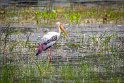 011 Wilpattu NP, indische nimmerzat